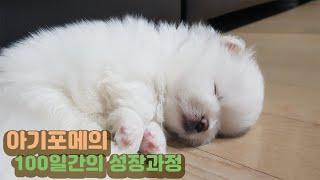 [SUB] 강아지의 100일간의 성장과정