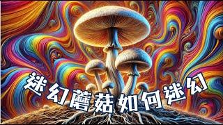 迷幻蘑菇如何迷幻？ |迷幻蘑菇是什麼 | 薩滿喝馴鹿尿 | 迷幻體驗|裸蓋菇|毒蠅傘|警示教育