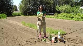 Tomato Planting 101