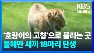 [글로벌K] 중국, 헤이룽장성 호랑이 풍년 / KBS  2024.05.24.