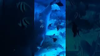 #타이거상어#5미터3톤#서울#5 Meters Long,3Tons#Weight#TigerShark#Seoul#長さ5メートル重量3トンタイガーサメ＃ソウル#Cеул#सियोल#Seul#찢