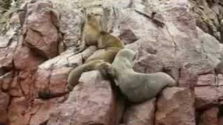 Seals cuddling