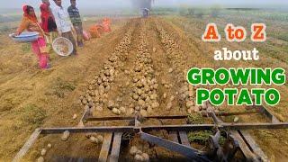 Profitable Potato farming   Seed to harvest | आलू की खेती की पूरी जानकारी @OrganicAcre