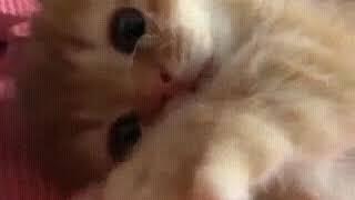 Котик-самое милое создание