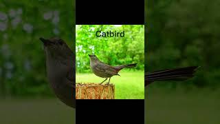 Catbird #birds #birdsongs #birdsounds #birdslover #birdsong #birdssinging #worldofnaturetv