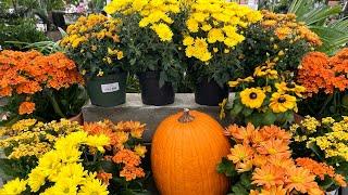 Fall Inspiration Shopping and Sale Plants!