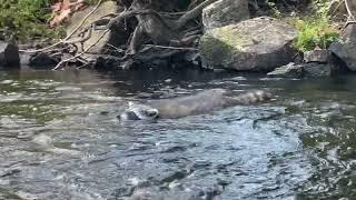 Young raccoons swimming in a river with 2 Jack Russell dogs.