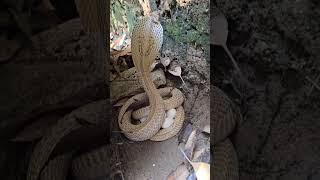 "Cobra Protecting Its Eggs – A Rare and Fascinating Sight"