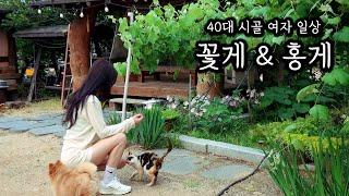 40대 시골 여자ㅣ간장게장 담가서 폭우 속 혼술ㅣ비 내리는 원두막 홍게 라면 해장ㅣ종일 비 내리는 영상~