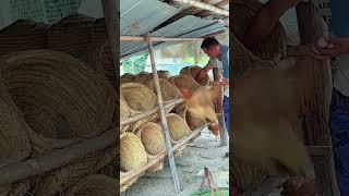 The process of raising chickens with straw chicken coops