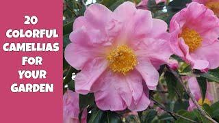 20 Colorful Camellias for Your Winter Garden