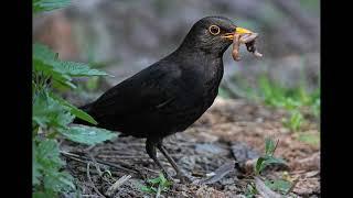 Blackbird singing - Turdus merula