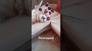 Всем доброго утречка)#мойпес #shоrts