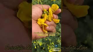 Ruellia Bio Innovations: Cassia auriculata Linn. www.ruelliabioinnovations.com