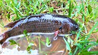 Find and Catch Climbing Perch Fish in Reverse Water Ponds Rain day