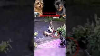 Dogs Attacks  !   Caught On A Camera #facts #wildlife #animalsfighting