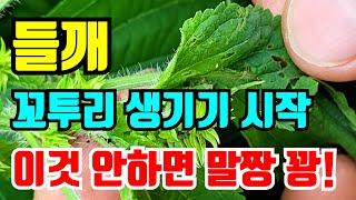 들깨 꼬투리생기기 시작 잘 살펴보지 않으면 들깨농사 망합니다.