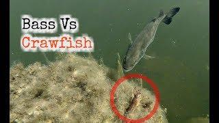 Bass Love Crayfish !!! | Underwater Footage