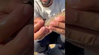خطيرة 🫣 #fishing #صيد#اكسبلور #سمك #