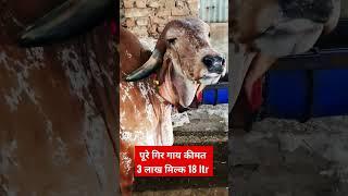 पूरे गिर गाय कीमत सुन के आप भी चोक जाओगे 3 लाख pure gir cow price 3 lakh #short #shorts #shortvideo