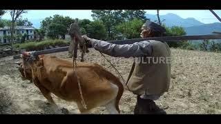 Rural life in uttarakhand india | documentary