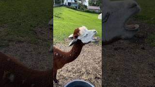 Funny Lama #shorts #animals #lama #funnyshorts #netherlands #nature #funny