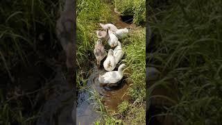 Pilgrim Goose Heaven - Part 1