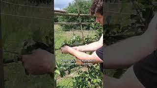 #gartentipps #gardening #diy #organicfarming #gartenideen