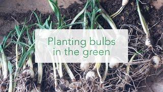 Snowdrops in the green. Spring planting bulbs online at Peter Nyssen