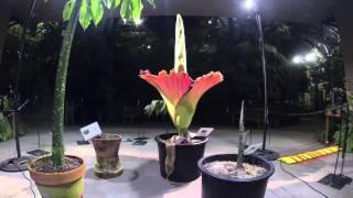 Time-lapse video: Amorphophallus titanum 2014 bloom