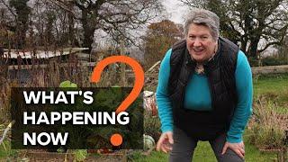 Why does everyone do this? | Autumn garden | Fall gardening