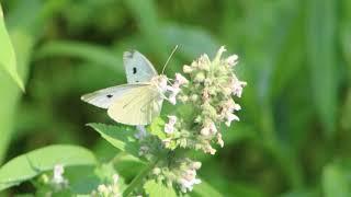 CABBAGE WHITE BUTTERFLY