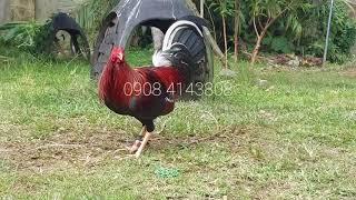 Yellow legged hatch frm.Biboy Enriquez of Firebird now in my backyard.EGD BACKYARD PONTEVEDRA,CAPIZ