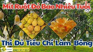 Mít Ruột Đỏ Bao Nhiêu Tháng Tuổi Thì Đủ Tiêu Chí Làm Bông