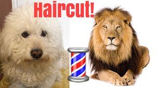 Cutting my dogs hair to look like a LION!!