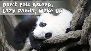 Don't Fall Asleep, Lazy Panda, Wake Up! | iPanda