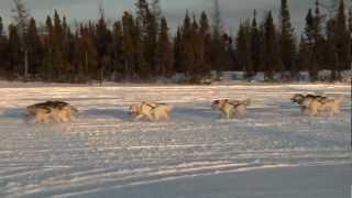 Inuit Adventures Dog Sled Adventure - Adventures North