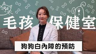 【毛孩保健室】狗狗白內障該怎麼預防?｜小姐愛美力