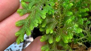 SELAGINELLA - PTERITOPHYTA-LYCOPSIDA