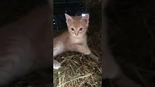 Kittens know what time it is #homestead #cat #kitten #morning #chores