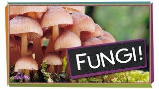 Fungi: Why Mushrooms Are Awesome | Biology for Kids