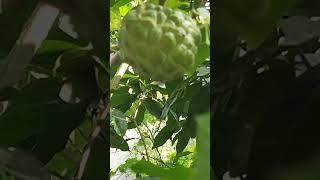 Custard apple with rigg gourd plant