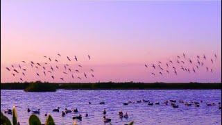 South Texas Duck Hunt - Public Land