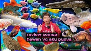 REVIEW SEMUA IKAN DAN BURUNG DIRUMAH IRVAN GUPPY