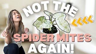 Spider Mites ATTACKED my Houseplants | Plant Chores | Houseplant Care Routine + Tips