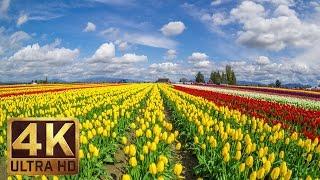 3.5 HRS - Background Piano Music & 4K TV Screensaver | Skagit Valley Tulip Festival - Part 12