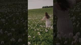 Dandelions #music #song #trendingshorts #viralvideo #edit  #treanding #lyrics