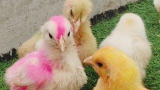 Best Chickens Vlog | Chicks Videos Funny | Colourful Chickens | Razi Ali Vlogs