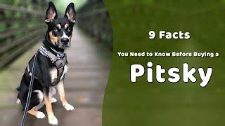 9 Facts You Need to Know Before Buying a Pitsky