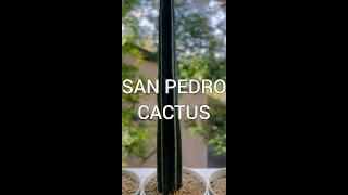 51 cm Long SAN PEDRO CACTUS #cactuscollection